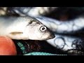 Swedish IKEA Herring A Living Tradition