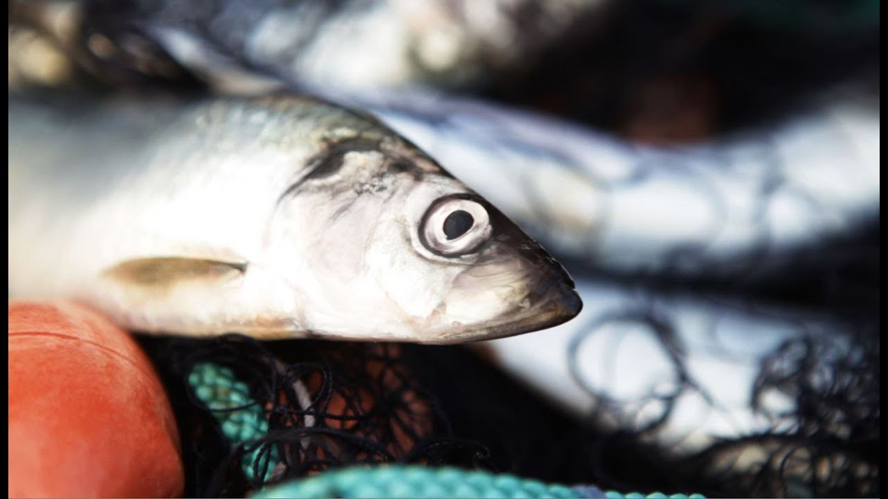 Swedish IKEA Herring “A Living Tradition”