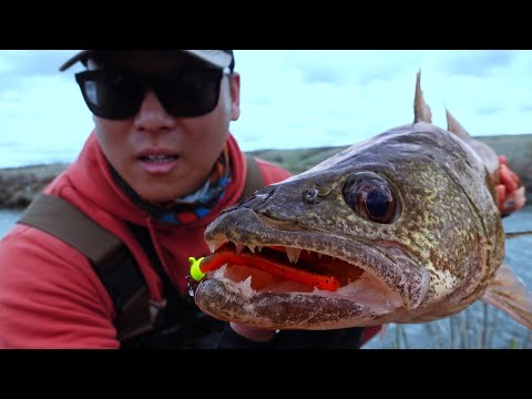CRAZY Walleye Action! Spring Finesse Bank Fishing for Walleye