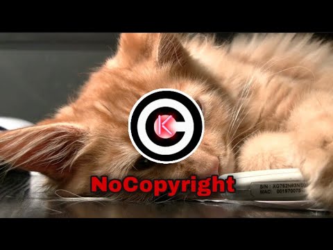 Cat [Kanishk MusicZone]