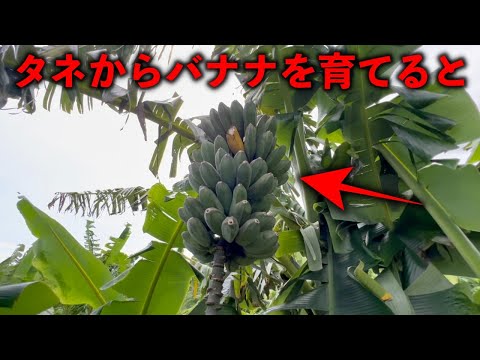 バナナの木を植える アビシニア バナナの品種 多年草 大きな葉 パドル状
