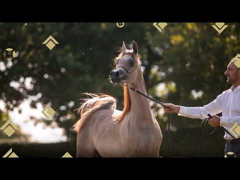 RDS AMAYA (Excalibur EA x SQ Amira)⁣ - KIAHF AUCTION 2024