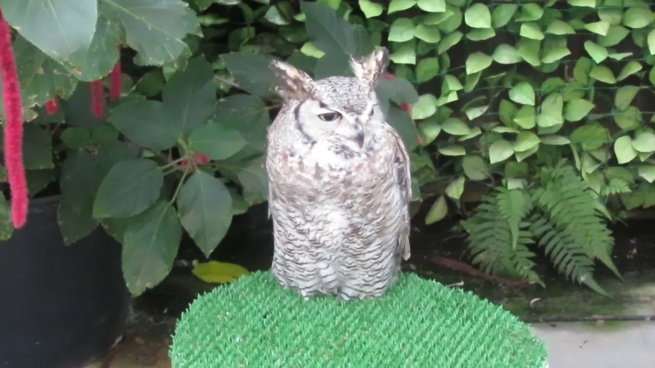 アメリカワシミミズク　（ふくすけ）