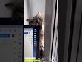 Crazy Cat Biting Laptop Hilarious Short