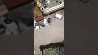みみ　rabbit