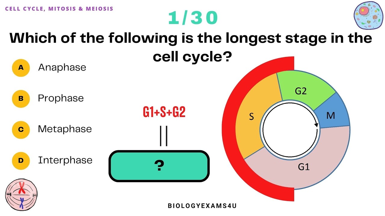 Cell Divison, Mitosis and Meiosis Quiz Questions || 30 Multiple Choice with Answers and Explanation