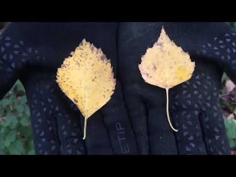 Tree identification for beginners - Downy Birch vs Silver Birch