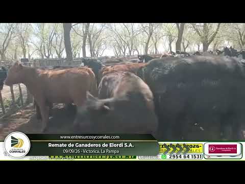 09-09-26 - Remate de Ganaderos de Elordi - Victorica, La Pampa