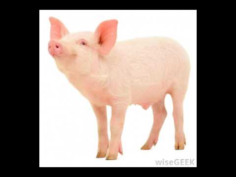 What are Gelatin Capsules