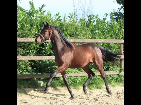 Haaland, Hengst geb. 06/2020 von Helium / Hohenstein / Upan la Jarthe