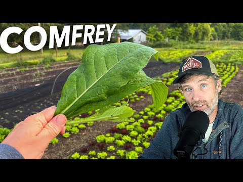Is Comfrey Worth the Hype + Can You Call Yourself a Farmer IF…
