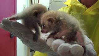 Малышня Лори