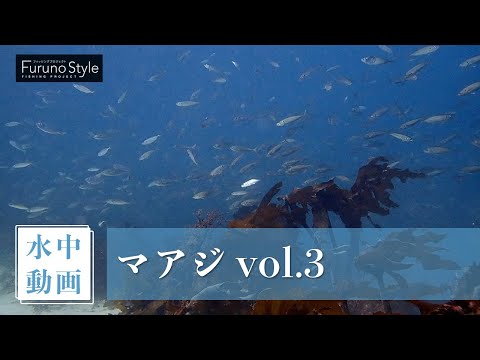 マアジ vol.3