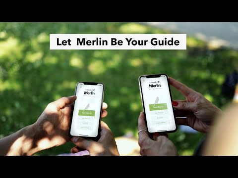 Видео Merlin Bird ID