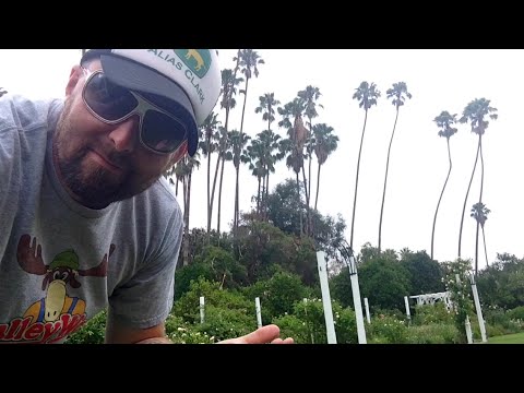 TDW 1115 - The Saving Mr Banks ROSE GARDEN