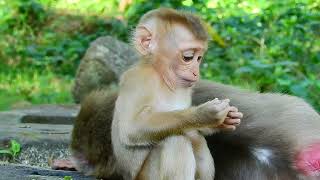 They gate Milk so adorable LEXIE and LOUY... yavyav monkey