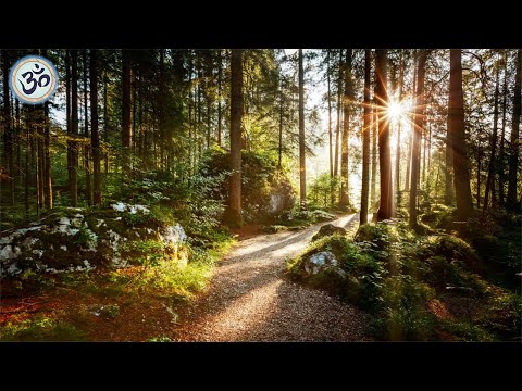 Relaxing Music with Nature Sounds, Forest  Music, Sleep Music, Meditation Music