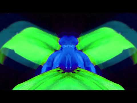 Electric Hawk Presents: DMVU (Downtempo) ft. VJ Kobra visuals