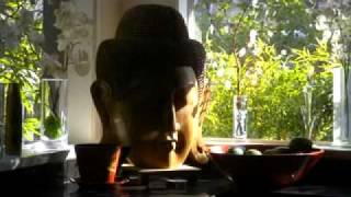 Buddahead 禅 Zen Shui Living