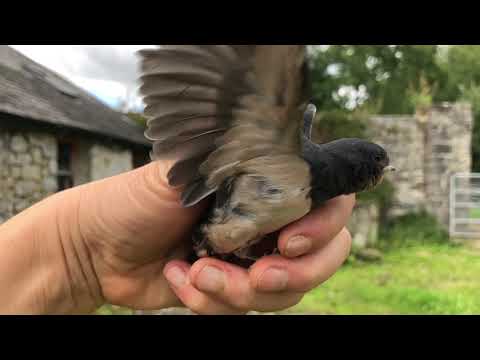 I had to free this beautiful baby swallow caught in a window full of webs
