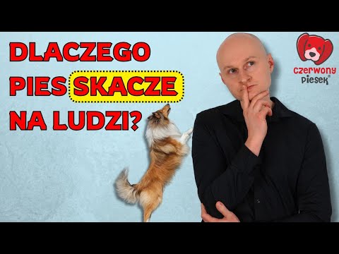 6 ways to stop your dog from JUMPING on people?