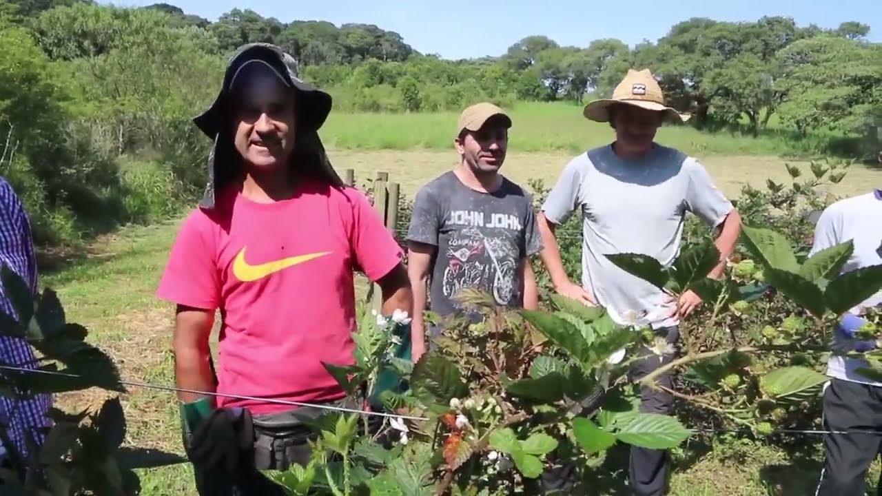 Amoras Tupi, Dia de Campo de como produzir com Qualidade, Consultoria Passo a Passo