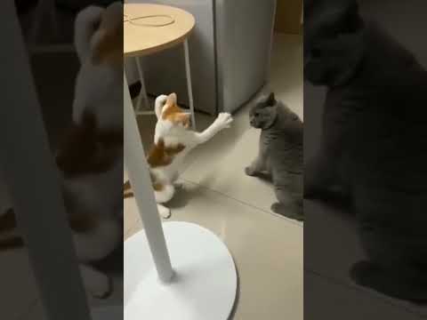 #cat #cats#catvideos