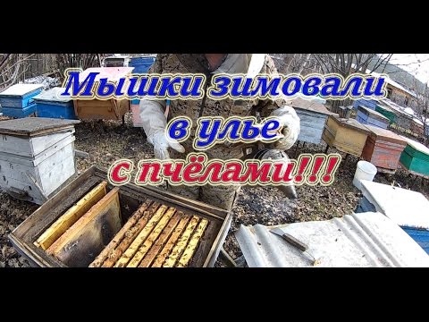 Осмотр пчелосемей весной Карники и УСР, мыши в улье зимовали, а на улице +6 - +8. Beekeeping.