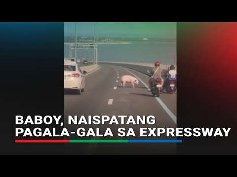 Baboy, naispatang pagala-gala sa expressway