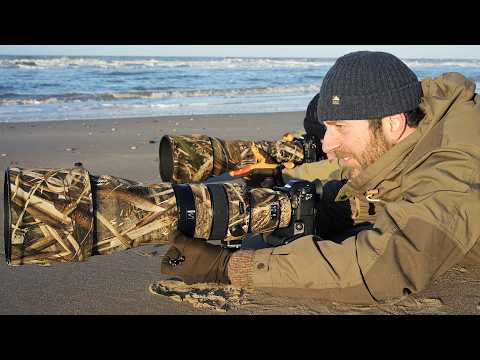Amazing Sunset Bird Photography on the Beach