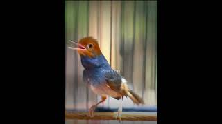 Download lagu 🔴 prenjak gacor Dor #prenjak #masteranjernih #prenjakgacor mp3 Download lagu 🔴 prenjak gacor Dor #prenjak #masteranjernih #prenjakgacor mp3