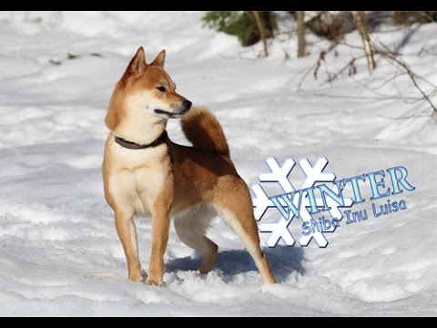 Winter | Shiba Inu Luisa