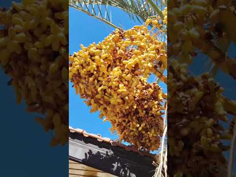 jordan natural dates😍  yami😍🌹