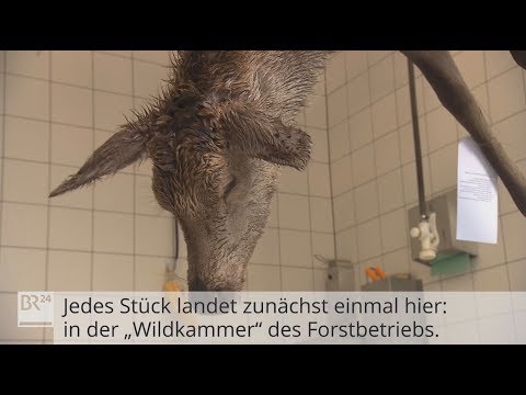Wildbret aus bayerischen Wäldern | BR24