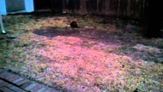 Shake them haters off.3gp