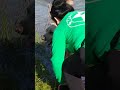 Alice saves Goldens ball after owner saves Golden from drowning.