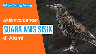 Download lagu White Thrush or Scaly Thrush in the wild mp3