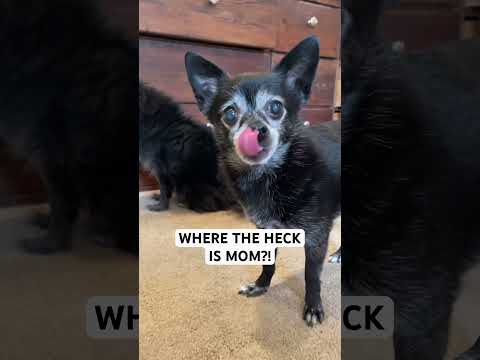 Where the Heck Is Mom?! by Puppy Songs