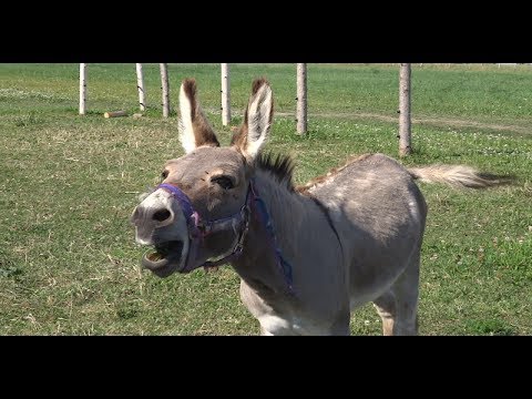 Donkey sound jackass noise