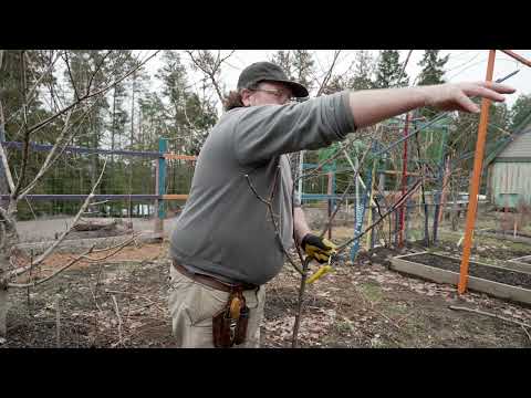 Video preview: Fruit Tree Care Up Close: Heading Cuts