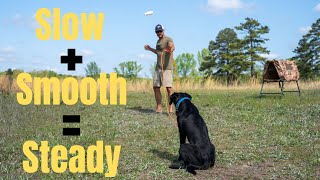 Creating A Steady Dog Step 1 - Hunting Dog Training