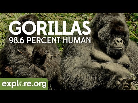 Gorilla Documentary - Gorillas: 98.6% Human | Explore Films