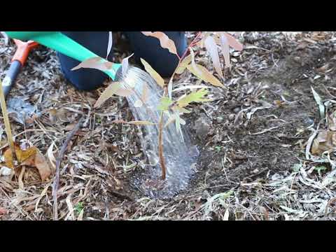 Council Connect - Urban Greening Survey