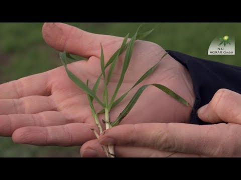 140. Feldexkursion:  Warum Feldrandhygiene so wichtig ist - N.U.Agrar, 16.10.2019