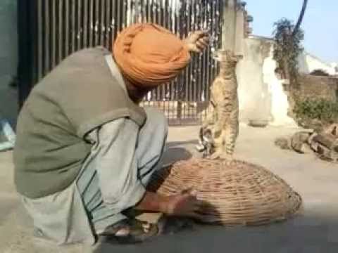 Amazing Video Love With Cats HD