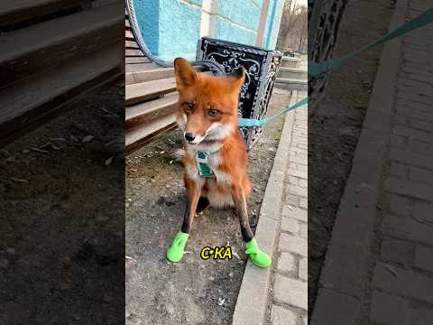 Лиса Самый умный хищник, который тебя кинет