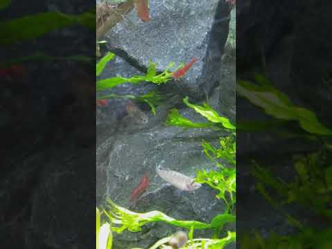 Dario sp. Black Tiger gegen Planarie