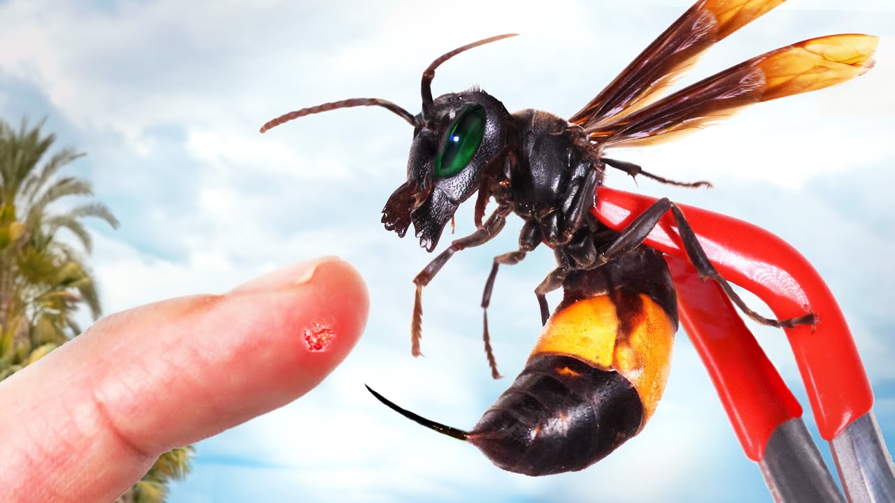 STUNG by a Killer Hornet!