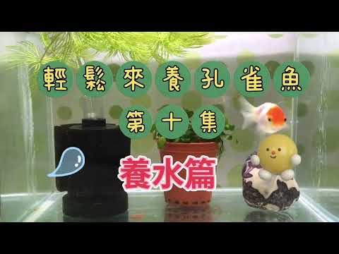 養魚先養水