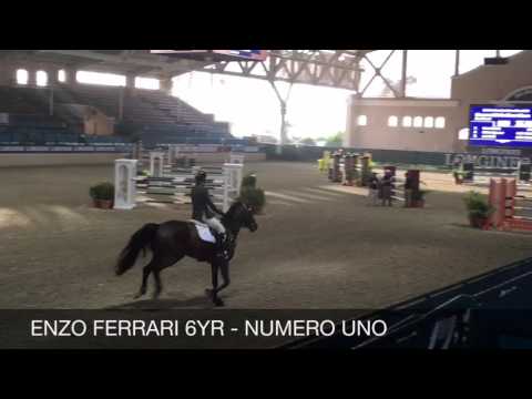 ENZO FERRARI 6YR - 1.30m CSI4* DEL MAR 2015 DAYII - BDN SPORT HORSES